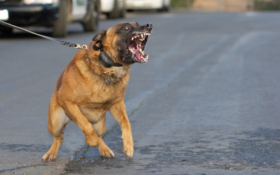 dog-bites-attorney-1080x675