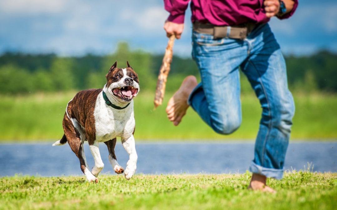 Dog Bite Lawyer Fresno