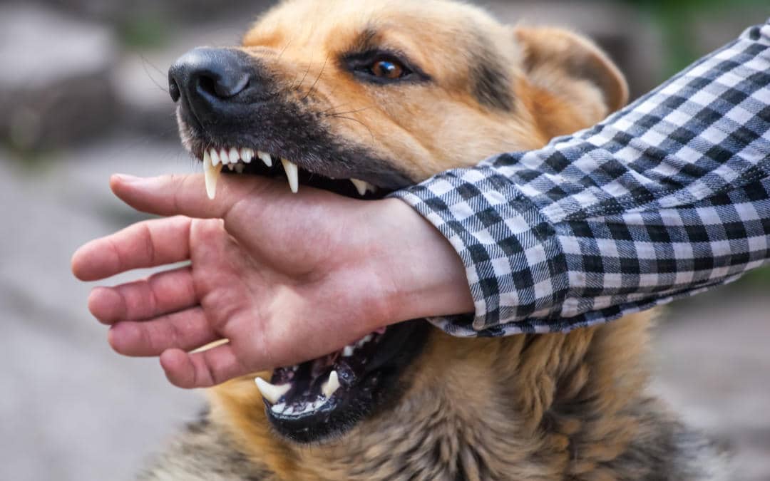 dog-bite-wound