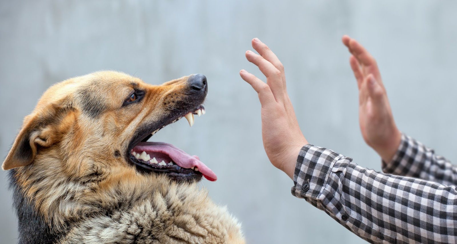 choosing the best dog bite lawyer