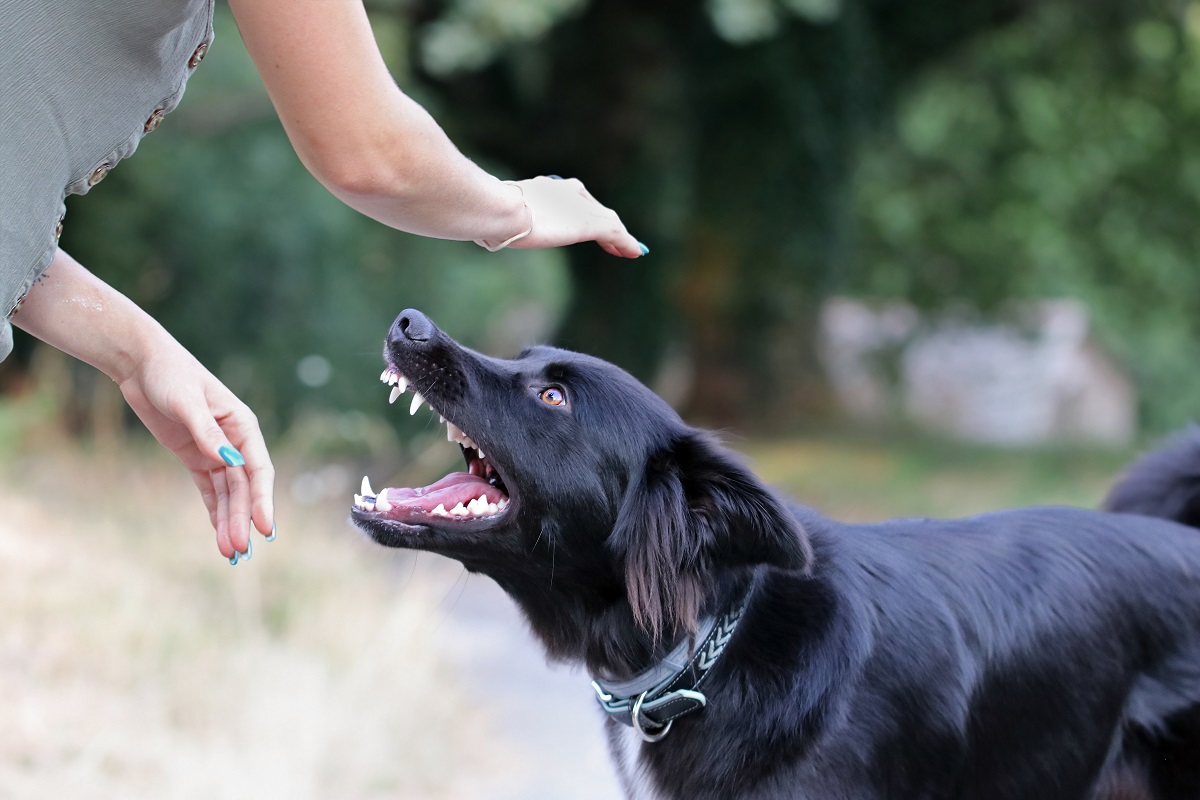 benefits of hiring a dog bite lawyer