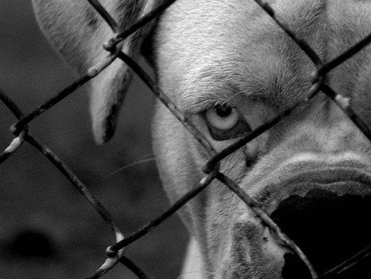 Mean Dog 1024x768 533x400 1