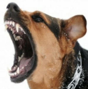 dog bite 300x300 1