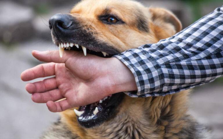 dog bite wound 1080x675 1024x640 1