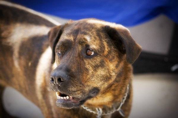 mean dog 2 1024x683 600x400 1